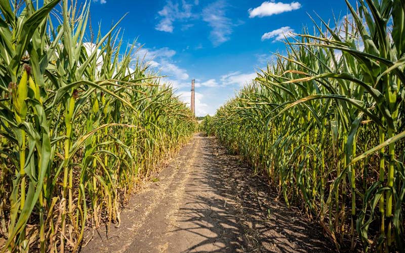 A trail inside a corn maze in CT. 