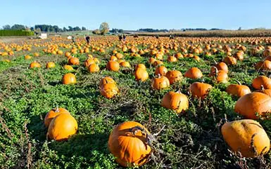 One of the best pumpkin patches CT.
