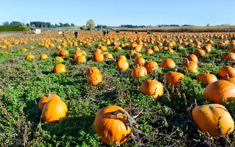 Pumpkins in a field on a pumpkin patch in CT.
