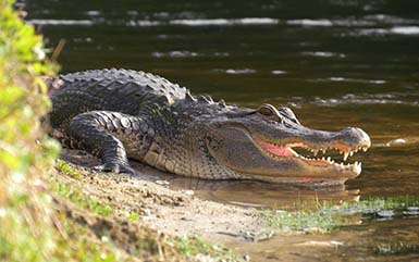 An alligator CT.