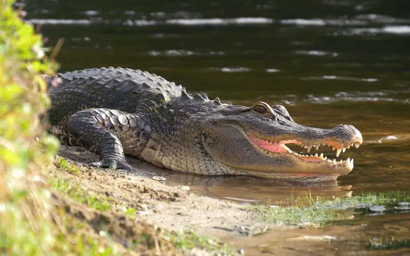 An alligator swimming in a lake in CT. 