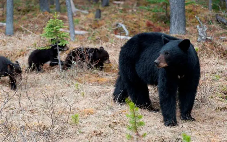 Bears in CT – Towns with the Most Bear Activity [2024 Update ...