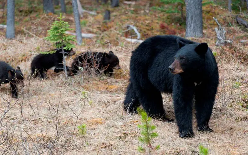 Family of bears in CT. 