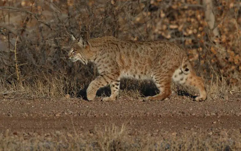 A camouflaged bobcat in CT. 