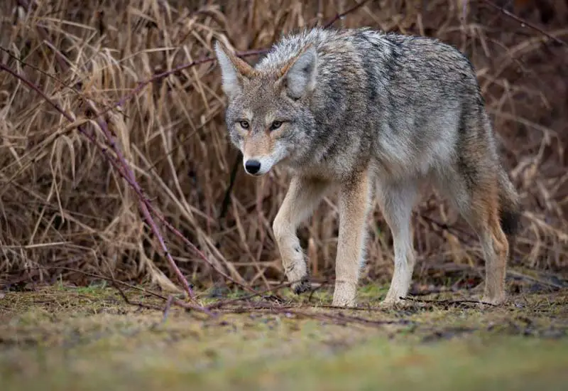 A coyote in CT. 