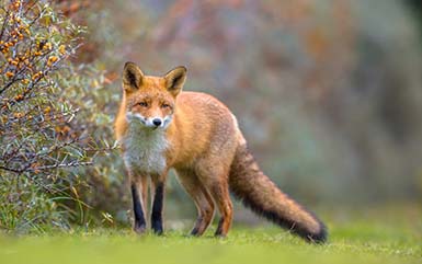 A wild fox CT.