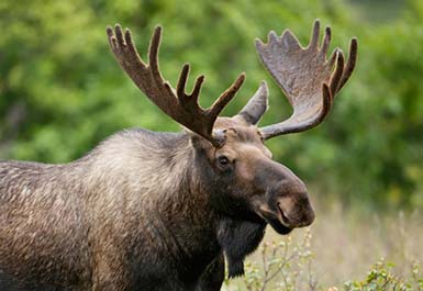 A moose CT.