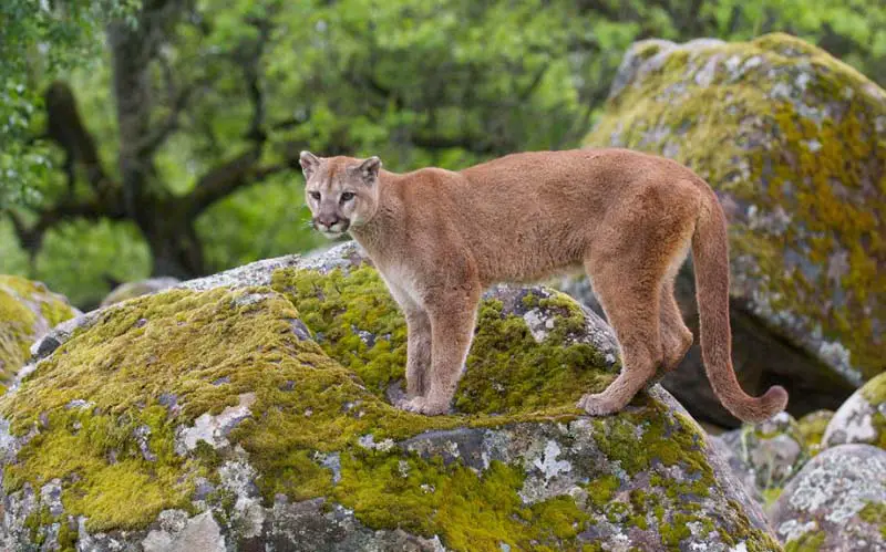 A mountain lion in CT. 