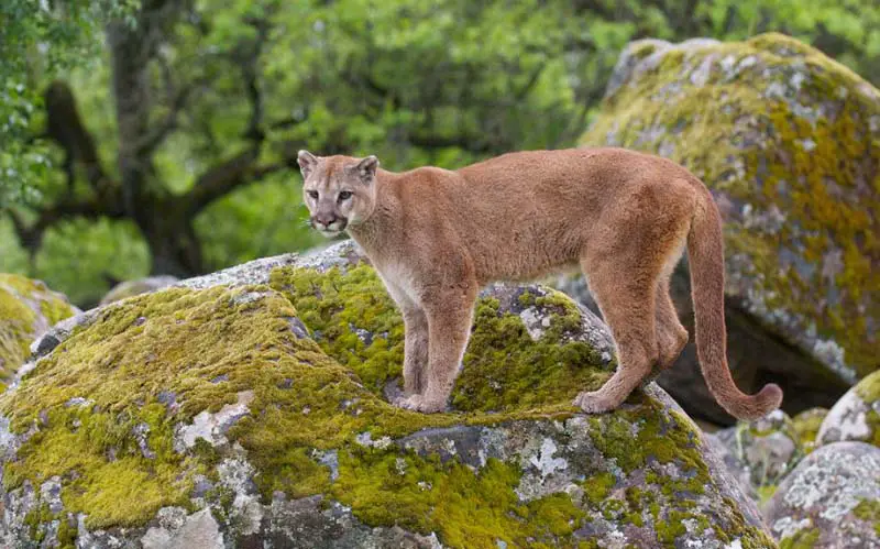 Mountain Lions – Damned Connecticut