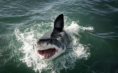 A potential great white shark ct.