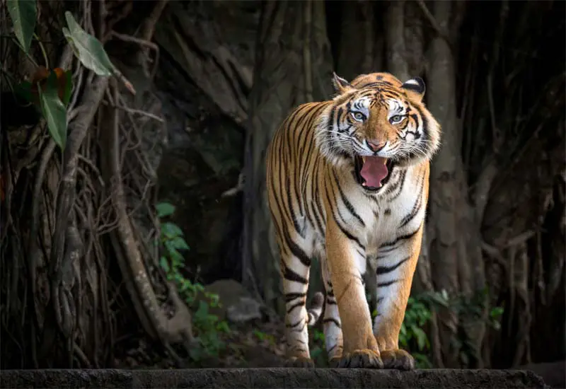 A tiger at a zoo in CT. 