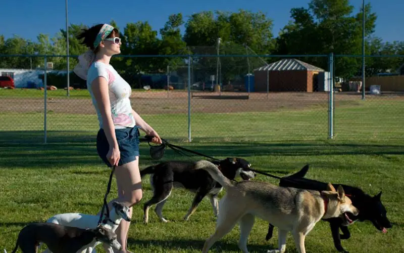 One of the dog parks in CT.