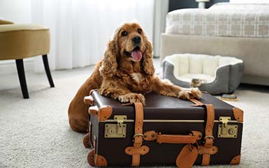 A dog at a pet-friendly hotel CT.
