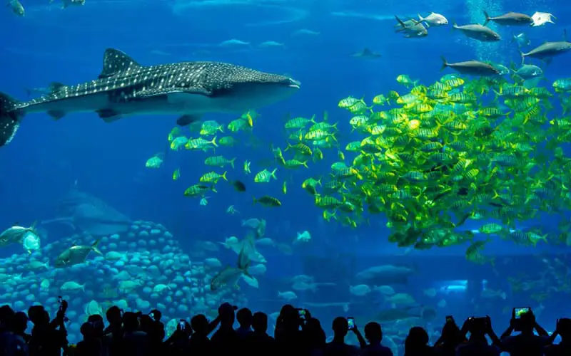 People watching the fish at an aquarium in CT.