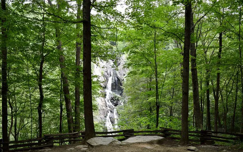 Trees at a state park in CT.