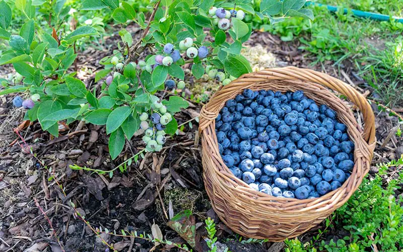 A full basket of blueberries in CT.