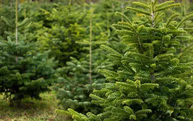 Best Christmas Tree Farms in CT in 2023