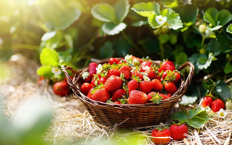 Strawberry picking in CT.