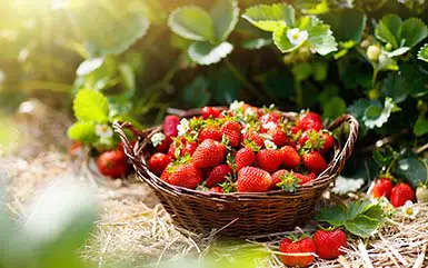Strawberry Picking in CT – 10 Best Connecticut Strawberry Fields