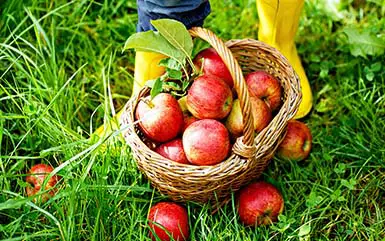 Apple Picking in CT – 10 Best Connecticut Apple Orchards
