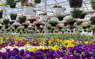 Inside a greenhouse nursery with flowers at a garden center CT.