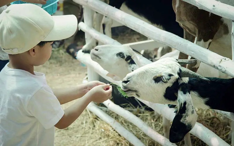 People feeding animals at a petting zoo in CT.